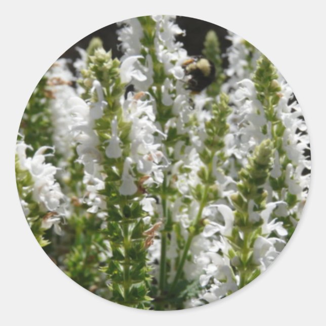 Feld der Blume des weißen Lavendels Runder Aufkleber (Vorderseite)