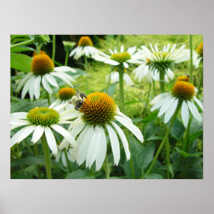 Feld der Blume und des Bienenposters Poster