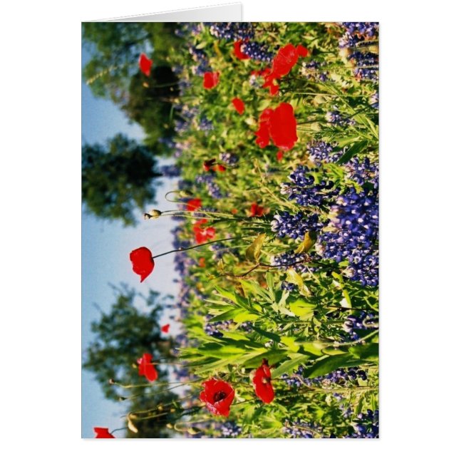 Feld der Blumen (Vorne)