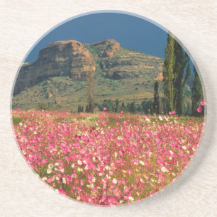 Feld der Cosmos-Blumen, Bezirk Fouriesburg Sandstein Untersetzer