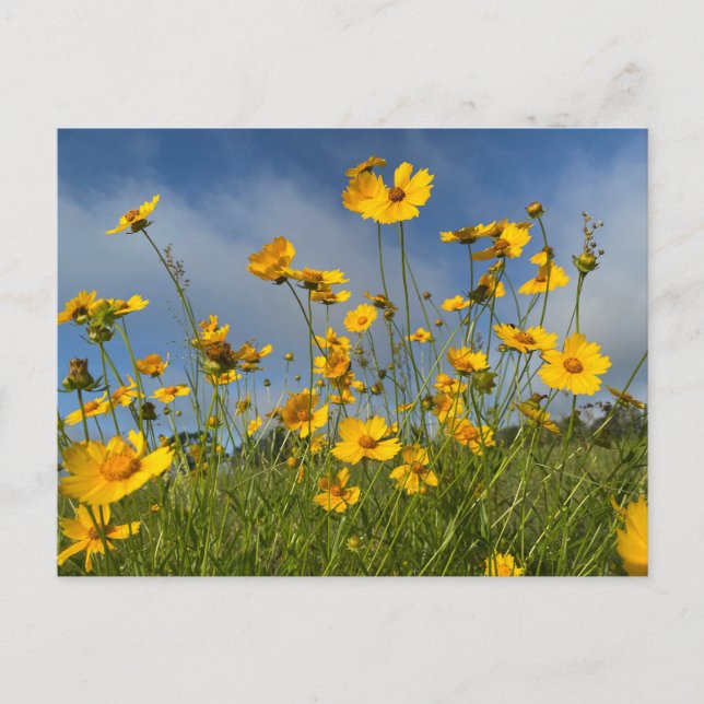 Feld der gelben Blumen Postkarte (Vorderseite)