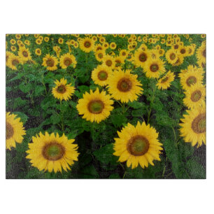 Feld der gelben Sonnenblume-Blume Schneidebrett
