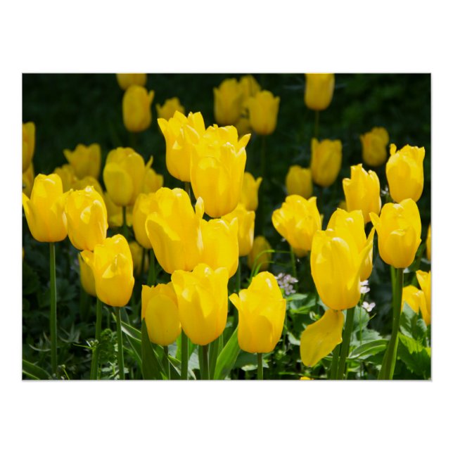 Feld der hellgelben Tulpen Poster (Vorderseite)