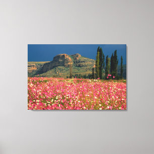 Feld der Kosmosblumen, Bezirk Fouriesburg Leinwanddruck