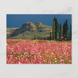 Feld der Kosmosblumen, Bezirk Fouriesburg Postkarte