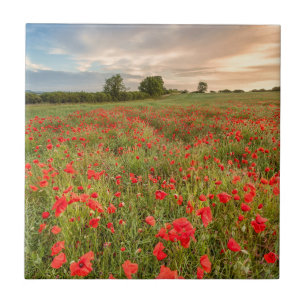 Feld der Mohnblumen Fliese