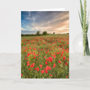 Feld der Mohnblumen Karte
