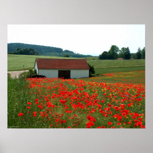 Feld der Mohnblumen Poster