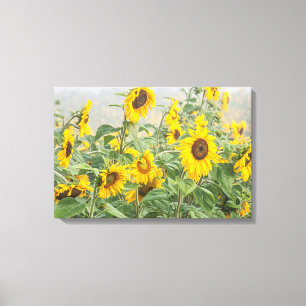 Feld der riesigen, hellgelben Sonnenblumen Leinwanddruck
