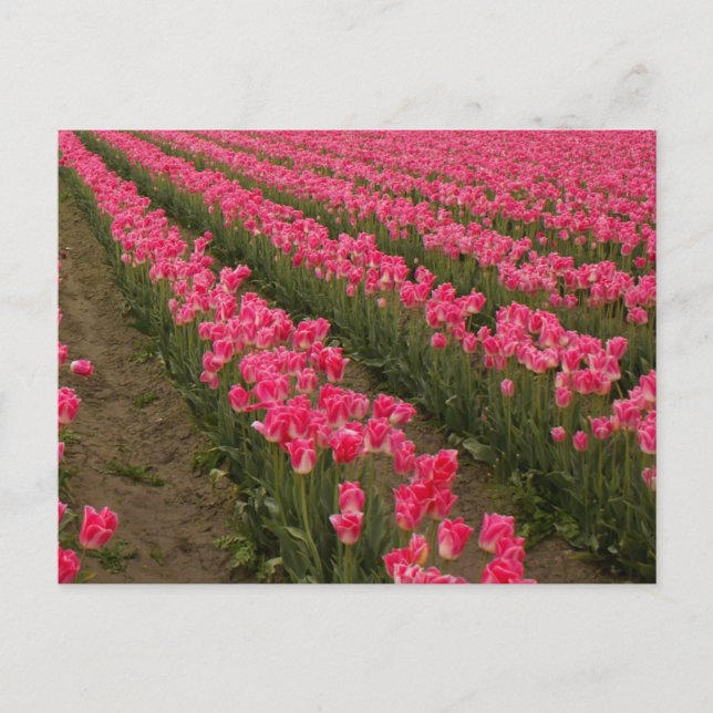 Feld der rosa Tulips Fotografie auf Karten (Vorderseite)