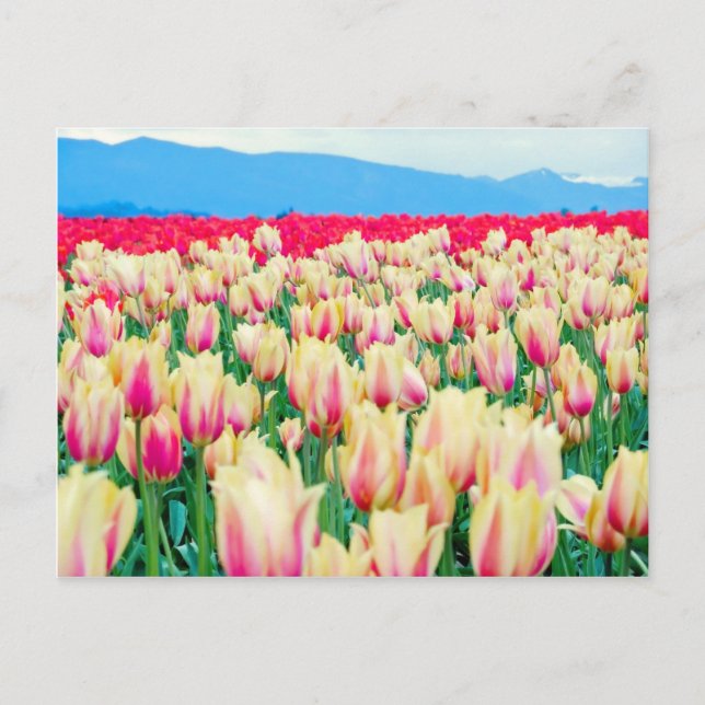Feld der rosa und gelben Tulpen Postkarte (Vorderseite)