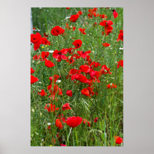 Feld der roten Mohnblumen Poster