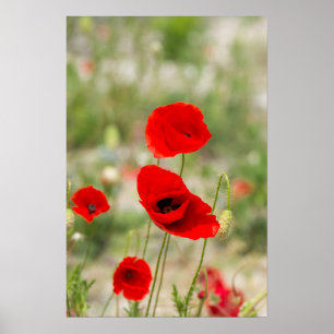 Feld der roten Mohnblumen Poster