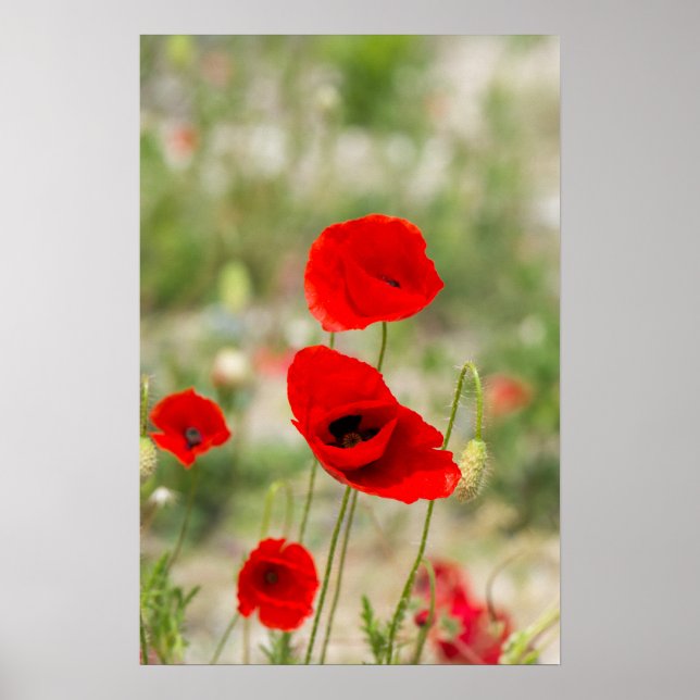 Feld der roten Mohnblumen Poster (Vorne)