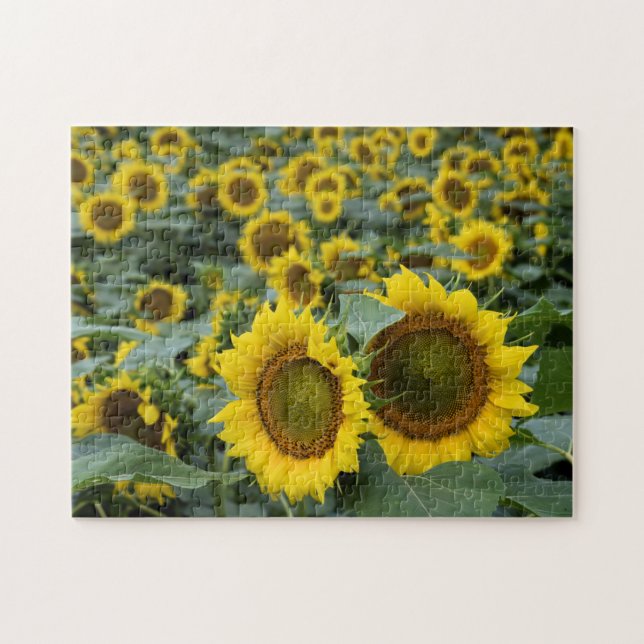 Feld der Sonnenblumen - 11 x 14 Zoll (Horizontal)