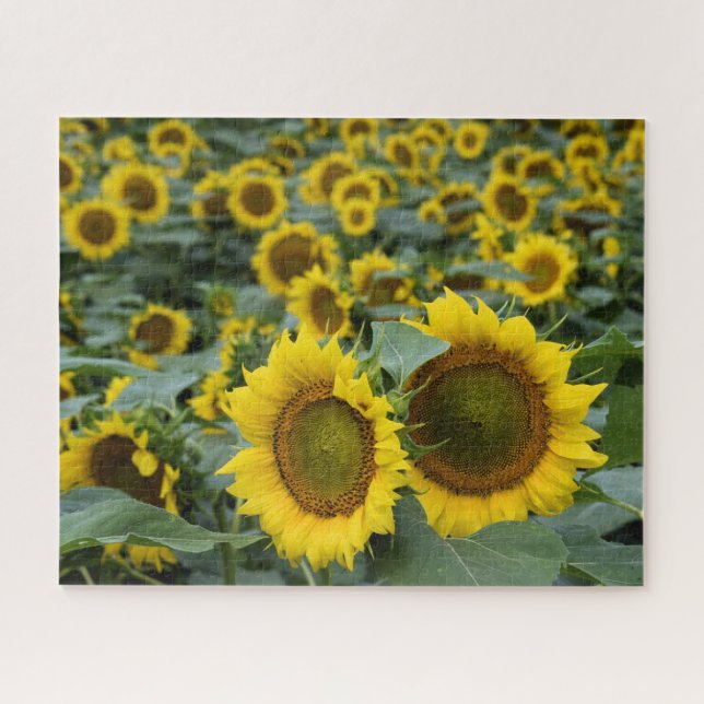 Feld der Sonnenblumen - 16 x 20 Zoll (Horizontal)