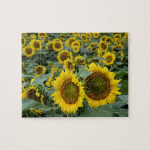 Feld der Sonnenblumen - 8 x 10 Zoll