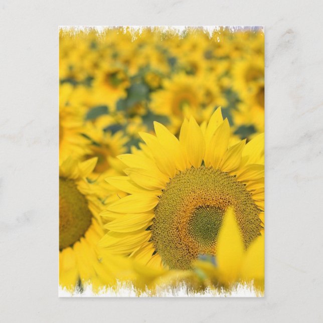 Feld der Sonnenblumen Postkarte (Vorderseite)