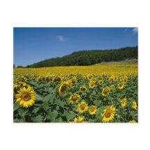 Feld der Sonnenblumen