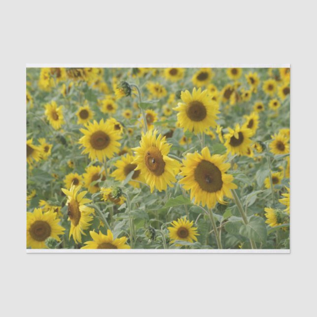 Feld der Sonnenblumen Seidenpapier (Vorderseite)