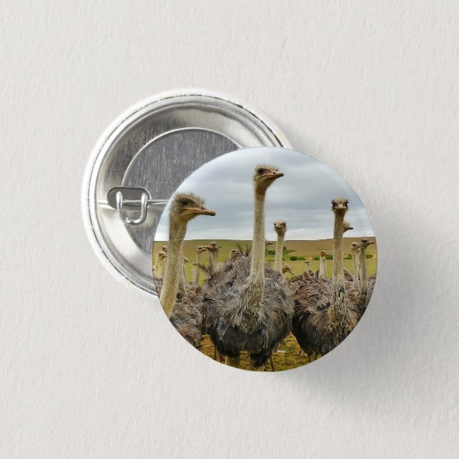 Feld der Strauße Button (Vorne & Hinten)