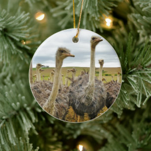 Feld der Strauße Keramikornament