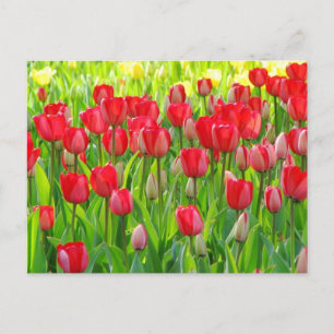 Feld der Tulpe-Postkarte Postkarte