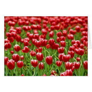 Feld der Tulpen