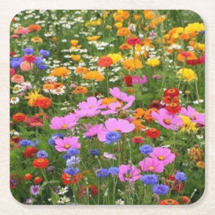 Feld der wild lebenden Blume Untersetzer Set