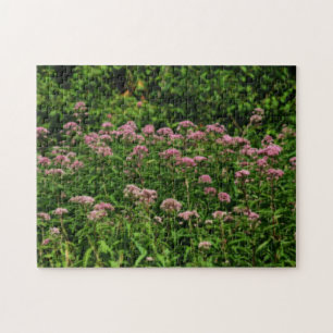Feld des süßen Joe Pye Weed Blume Orton