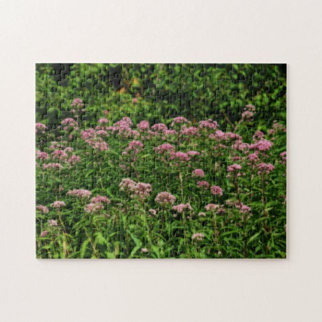 Feld des süßen Joe Pye Weed Blume Orton (Horizontal)