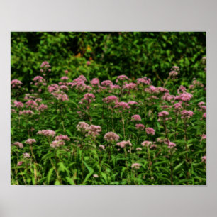 Feld des süßen Joe Pye Weed Blume Orton Poster