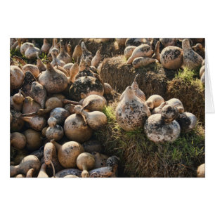 Feld des Trocknens von Birdhouse-Gourds