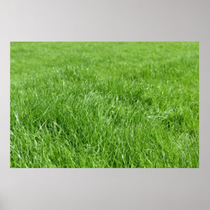 Feld frischen grünen Grases Poster