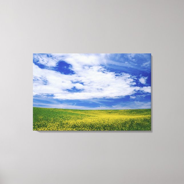 Feld für Kanola oder Senfffische, Palouse Leinwanddruck (Vorderseite)
