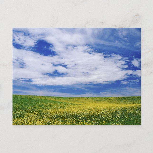 Feld für Kanola oder Senfffische, Palouse Postkarte (Vorderseite)