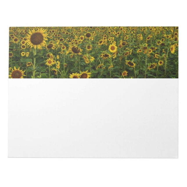 Feld für Sonnenblumen Notizblock (Vorderseite)