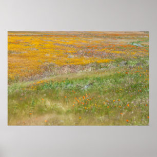 Feld mit farbenfrohen Wildblumen Poster