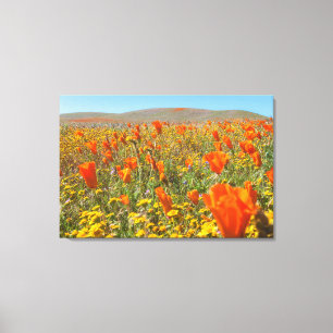 Feld mit Kalifornischen Mohnblumen Leinwanddruck