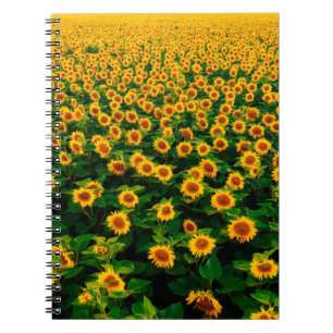 Feld mit leuchtend gelben Sonnenblumen an einem so Notizblock