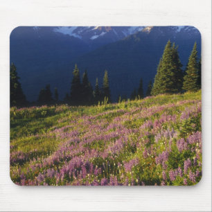 Feld mit Lupinen, Mt. Olympus und Wolken bei Mousepad