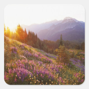 Feld mit Lupinen und Olympic Mountains bei Quadratischer Aufkleber
