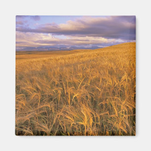 Feld mit reifender Gerste entlang der Rocky Mounta Magnet