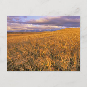 Feld mit reifender Gerste entlang der Rocky Mounta Postkarte