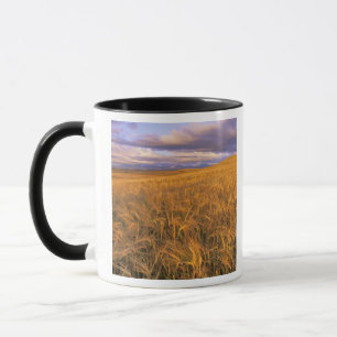 Feld mit reifender Gerste entlang der Rocky Mounta Tasse