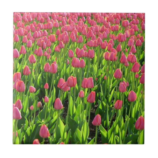 Feld mit rosa Tulpen Fliese (Vorderseite)