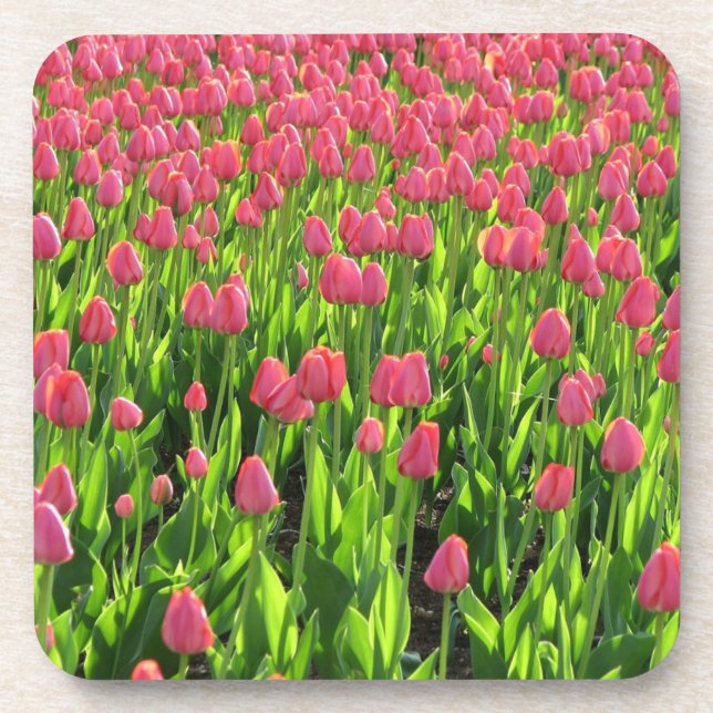Feld mit rosa Tulpen Getränkeuntersetzer (Vorderseite)