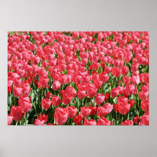 Feld mit rosa Tulpen Poster