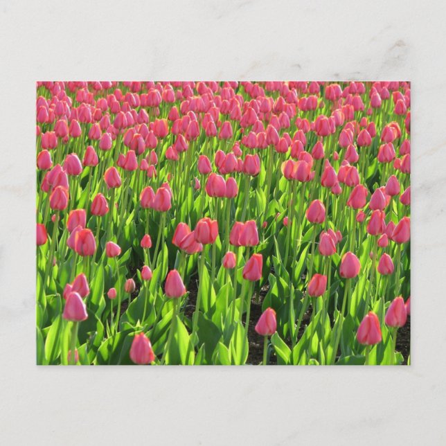 Feld mit rosa Tulpen Postkarte (Vorderseite)