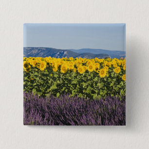Feld mit Sonnenblumen und Lavendelb�umen, Button